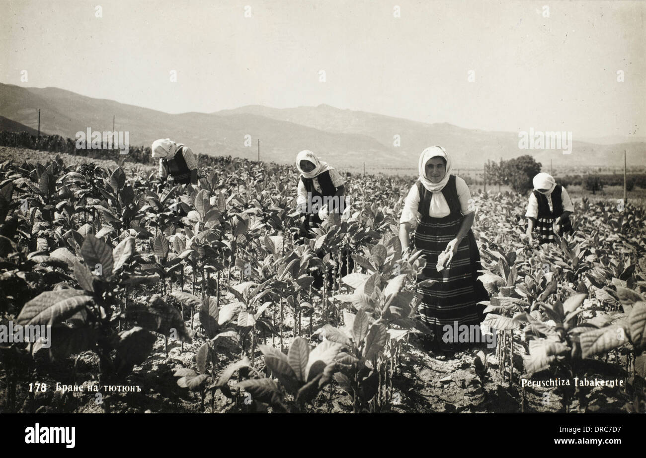 Picking tobacco hi-res stock photography and images