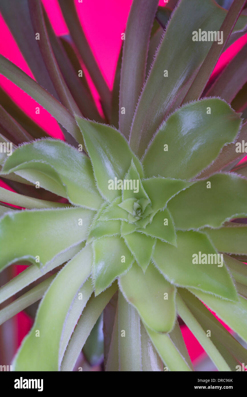 Aeonium arboreum Stock Photo