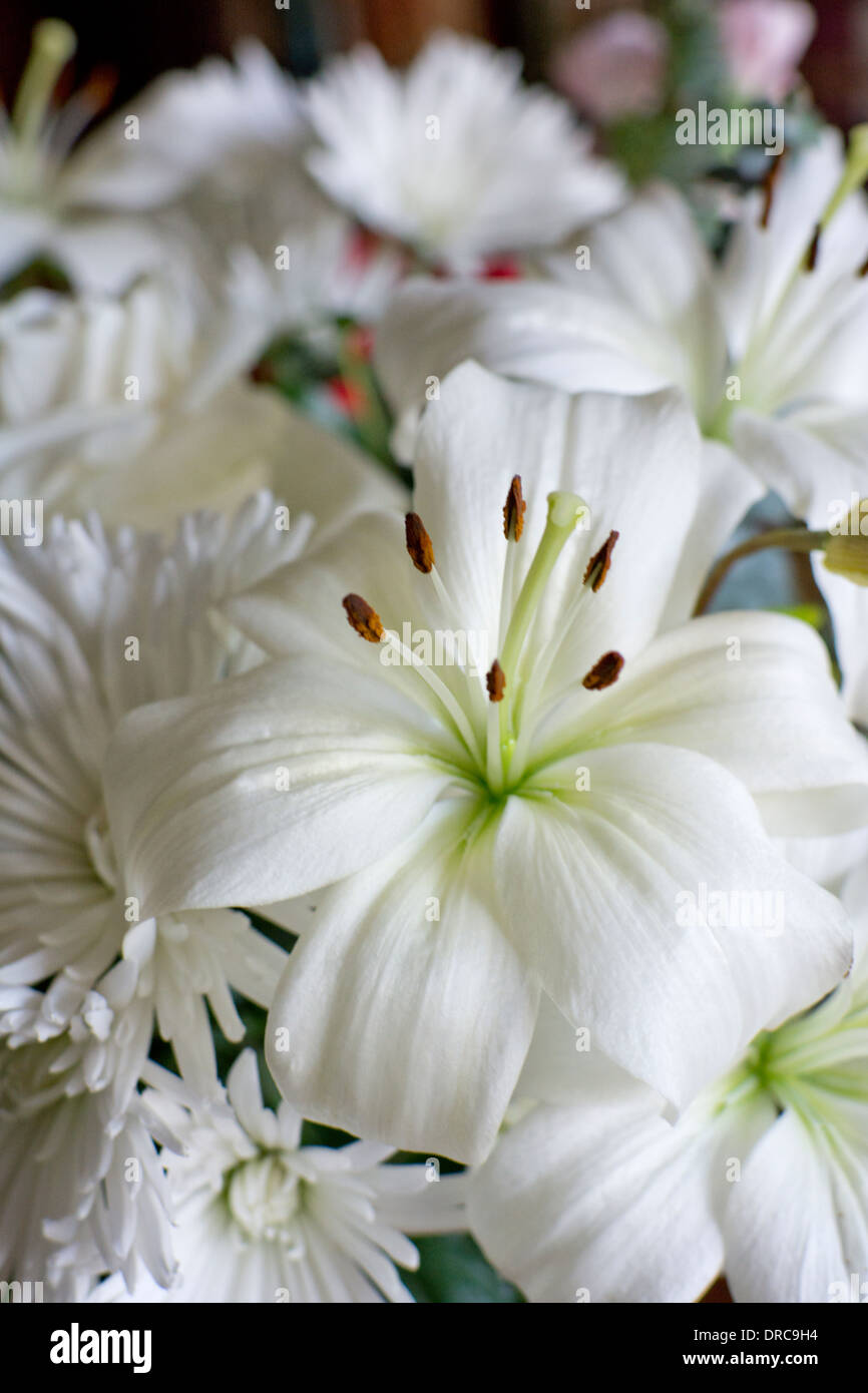 Large white lily hires stock photography and images Alamy