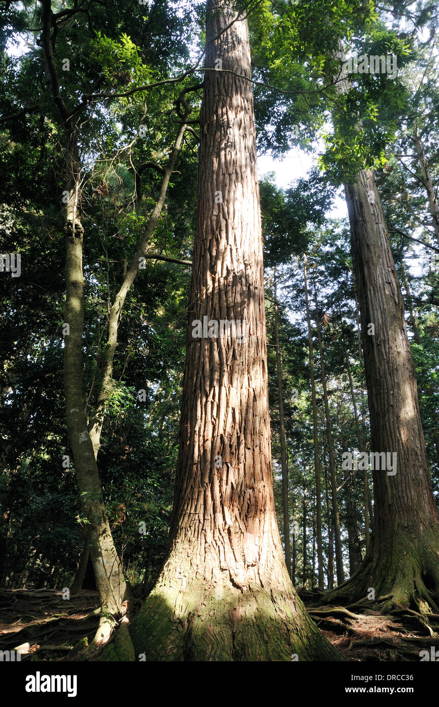 Japanese Cedar tree at Kurama Temple in Kyoto, Japan Stock Photo