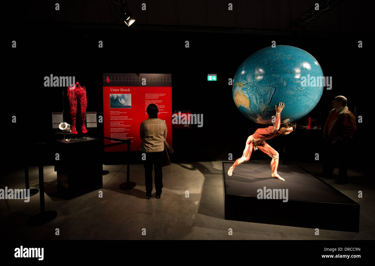 Dresden, Germany. 23rd Jan, 2014. The human body preparation titled 'Atlas' (R) is on display as part of the exhibition 'Koerperwelten - Eine Herzenssache' (Body World and The Story of the Heart) on the premises of the Zeitenstroemung exhibition venue in Dresden, Germany, 23 January 2014. The exhibition feature more than 200 exhibits and runs from 24 January to 4 May 2014. Photo: Arno Burgi/dpa/Alamy Live News Stock Photo