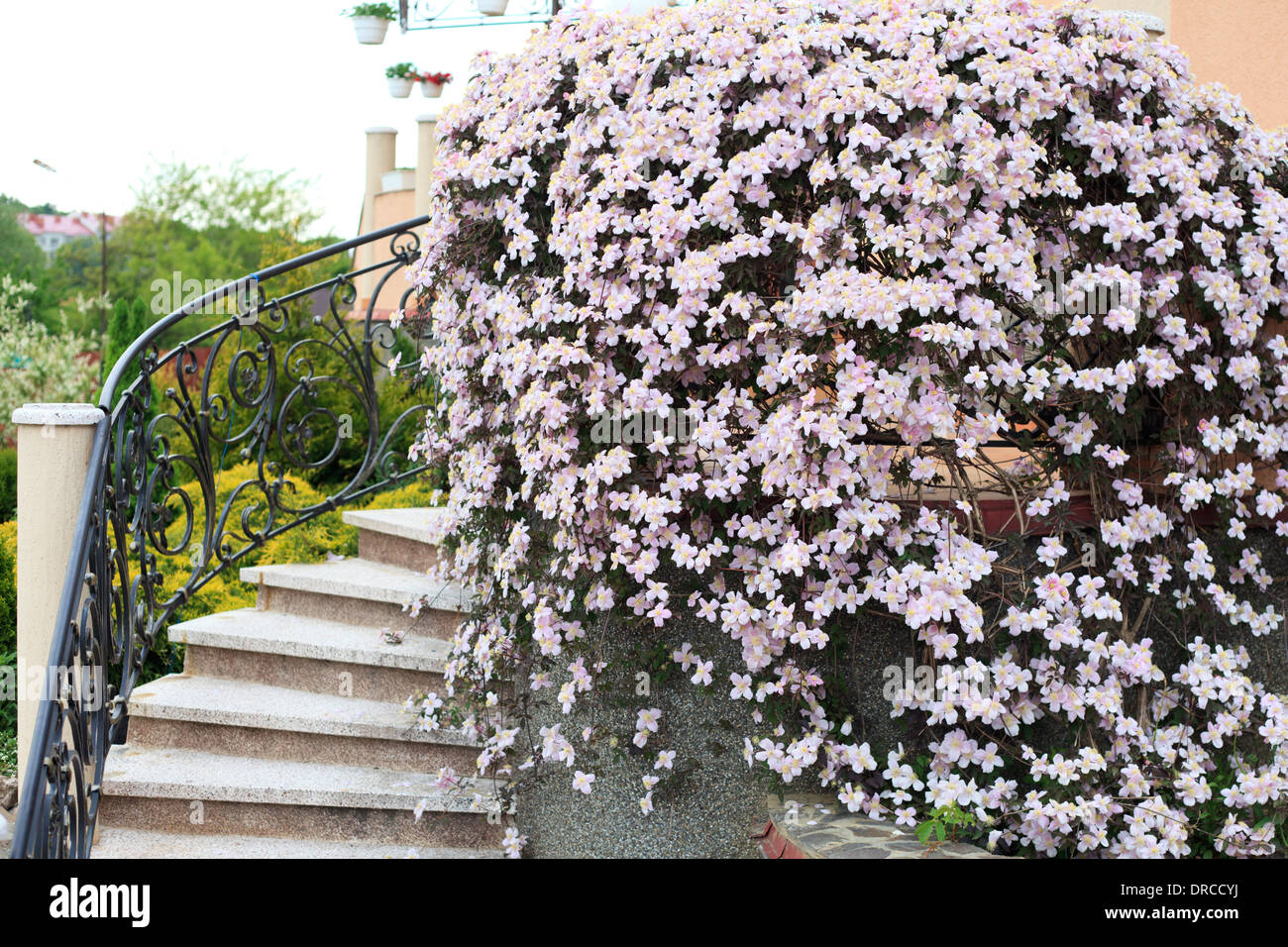 Клематисы посадка. Клематис высадка. Клематис подкормка. Как ухаживать за клематисом летом. Мульчирование клематисов.