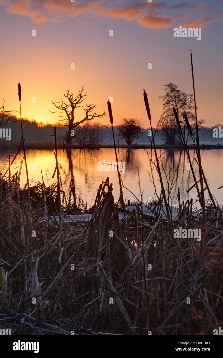 Winter sunrise at Boothsmere through bulrushes, Cheshire, England, UK Stock Photo