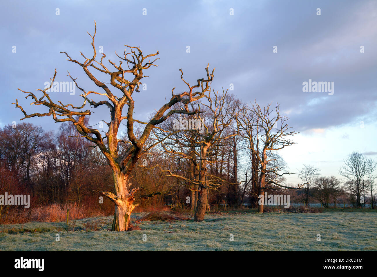 Dead tree Boothsmere Knutsford Cheshire Stock Photo