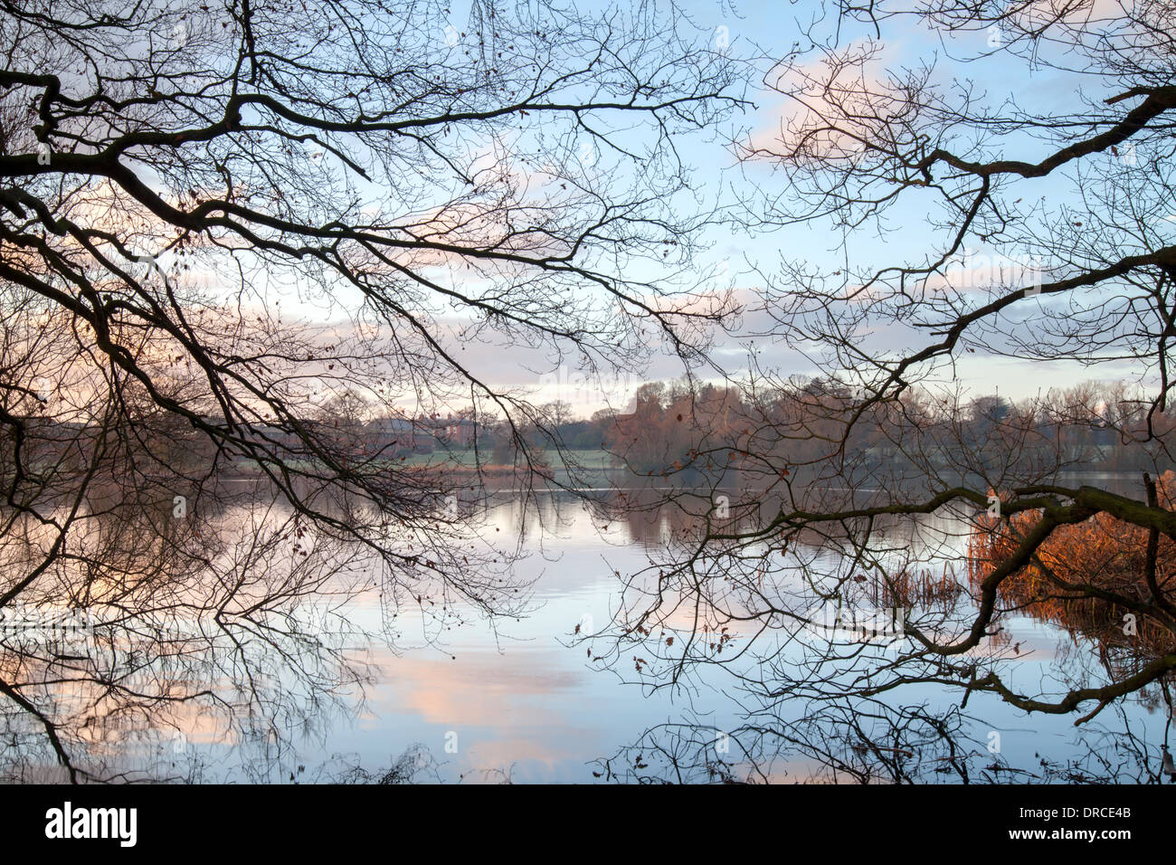 Tree branches reaching across Boothsmere Knutsford Cheshire Stock Photo