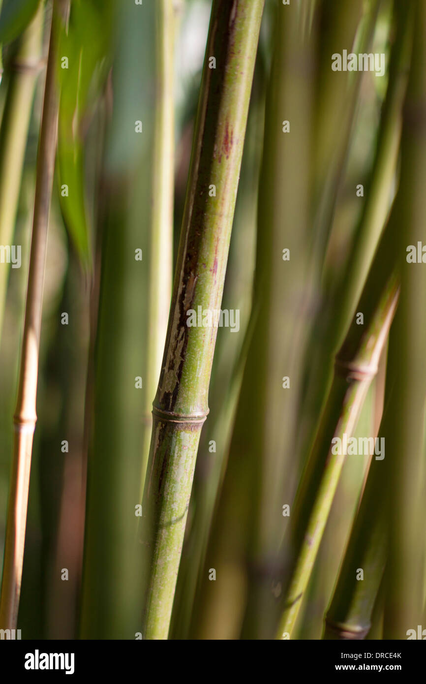 Green Bamboo canes Stock Photo Alamy