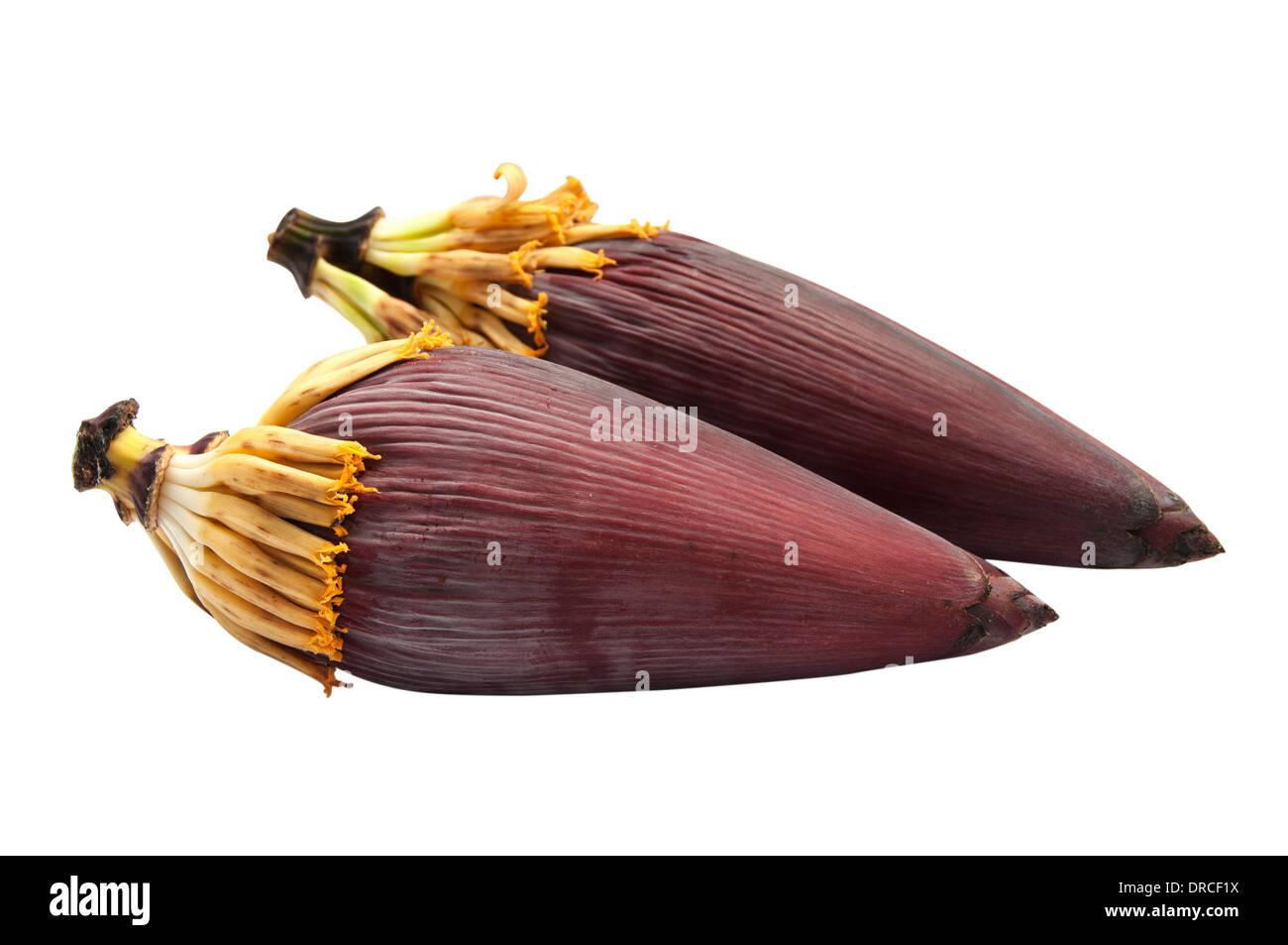 Banana flower inflorescence cutout in white background Stock Photo