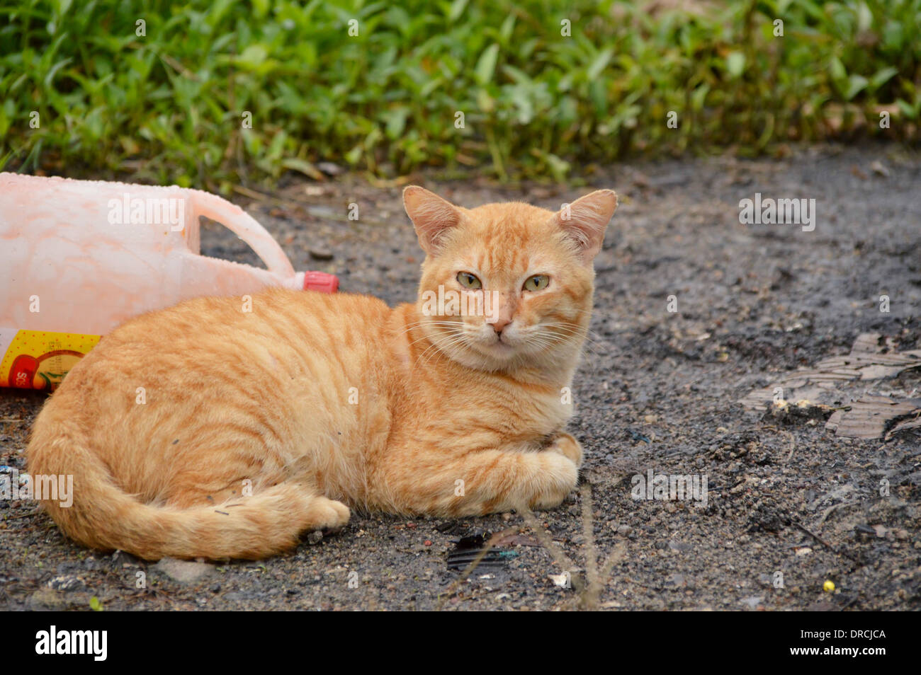 An Orange Cat Stock Photo