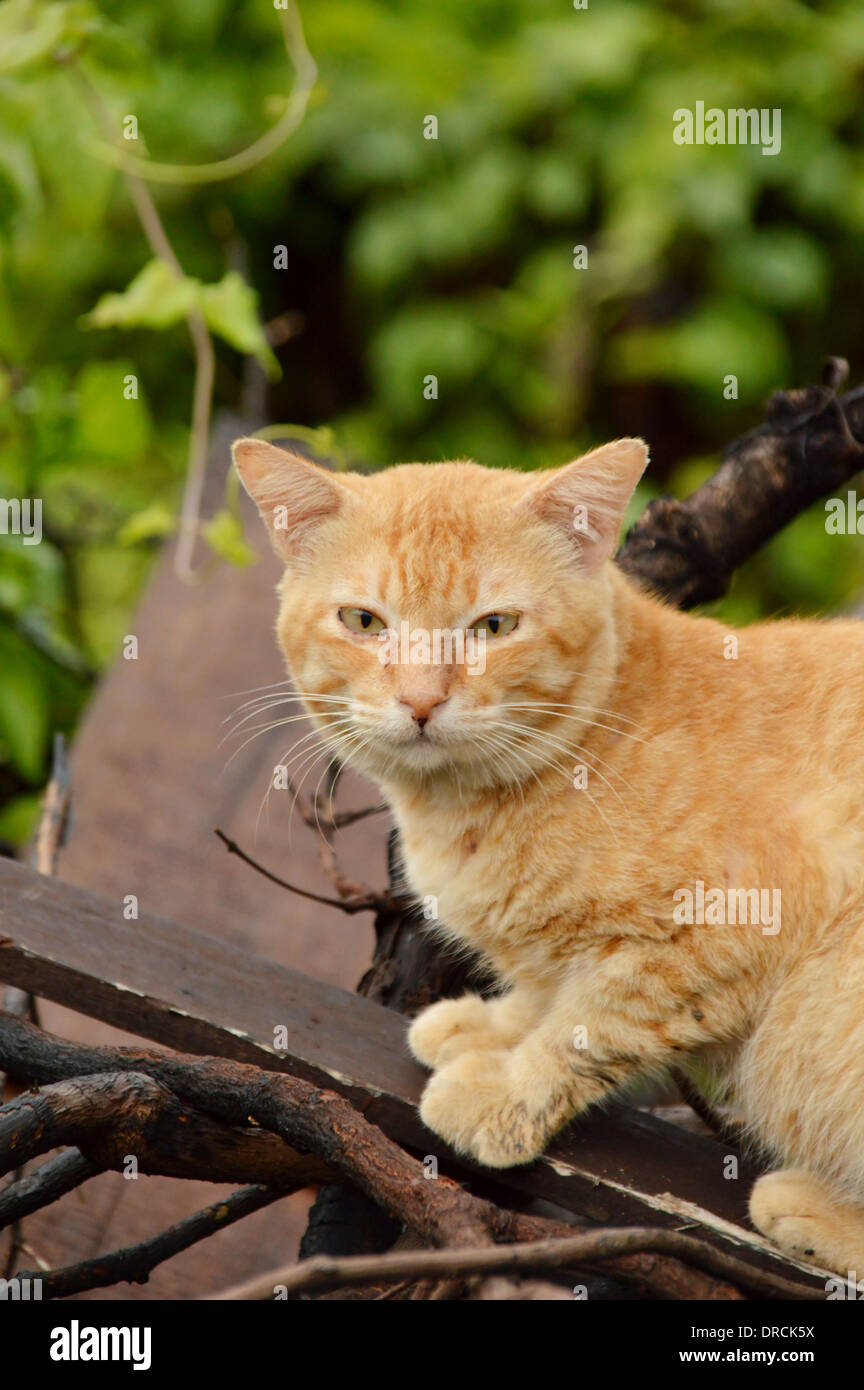 An Orange Cat Stock Photo