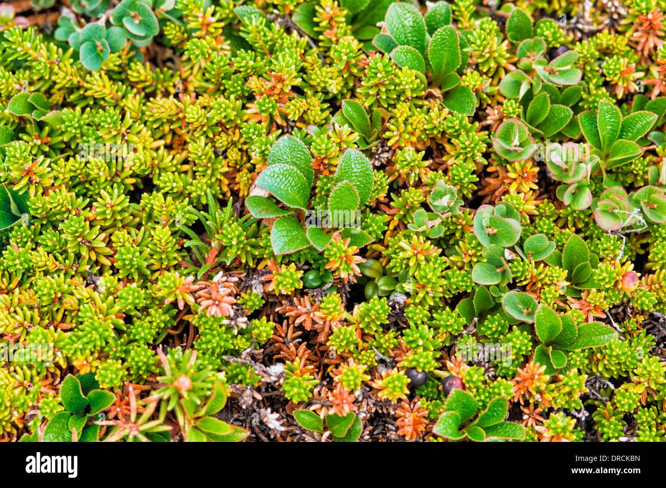 Alpine toundra, Canadian Arctic Stock Photo Alamy