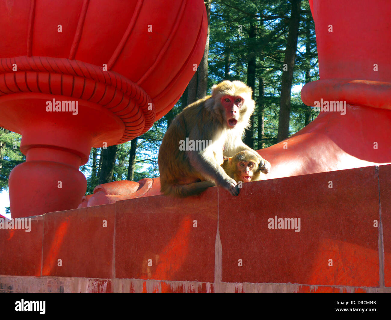 Rhesus macaque monkey mother defending her baby, base of Hanuman statue, Jakhoo/Jakhu Hill, Shimla, Himachal Pradesh, N India Stock Photo