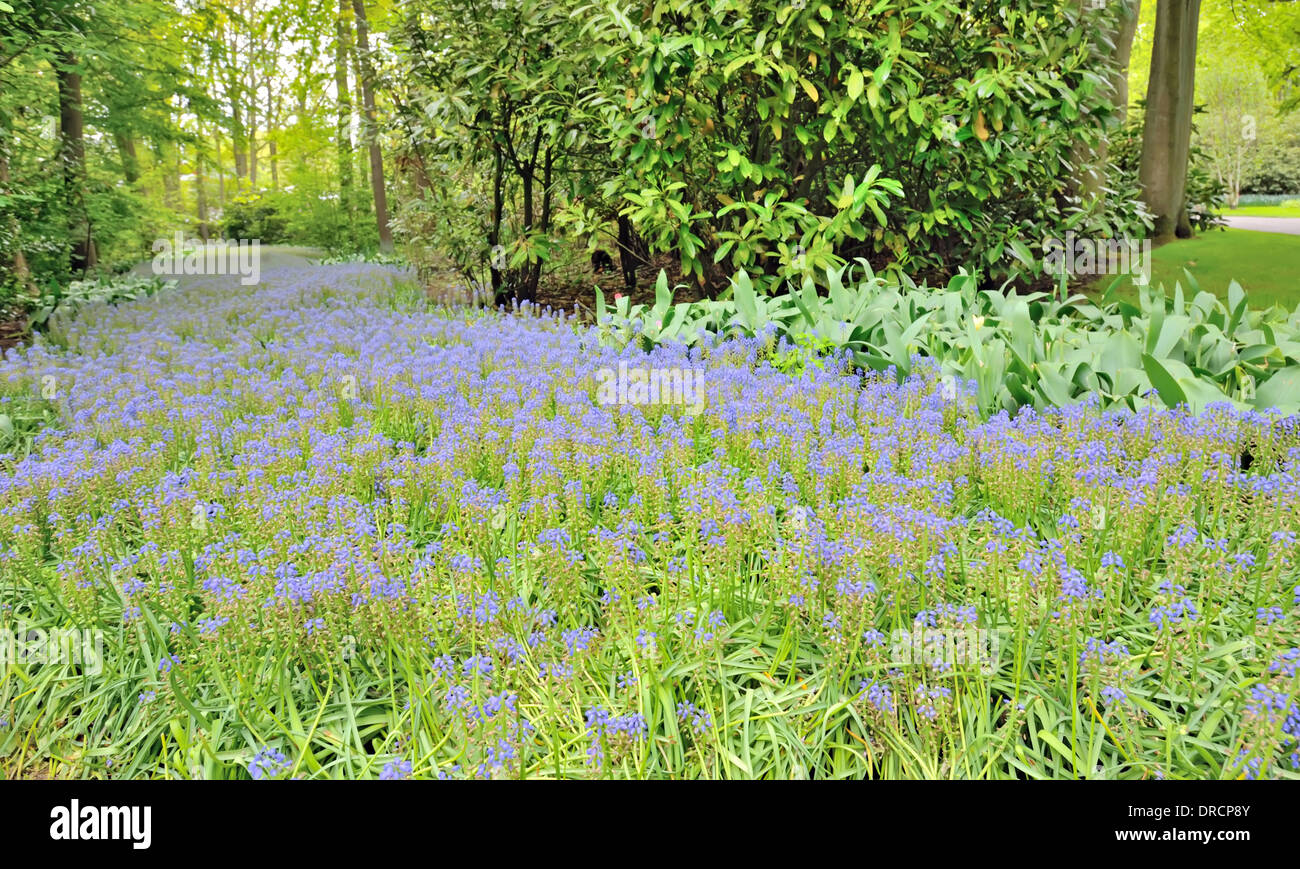 flowerbeds in the Keukenhof park, The Netherlands Stock Photo