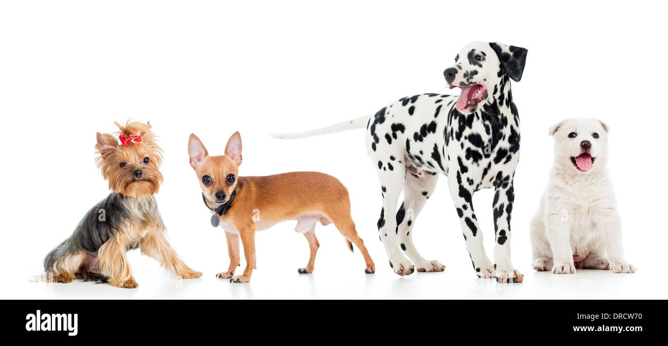 set of pets dogs isolated on white background Stock Photo - Alamy