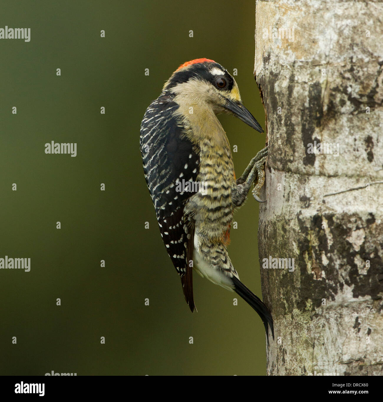 Black-Cheeked Woodpecker Stock Photo