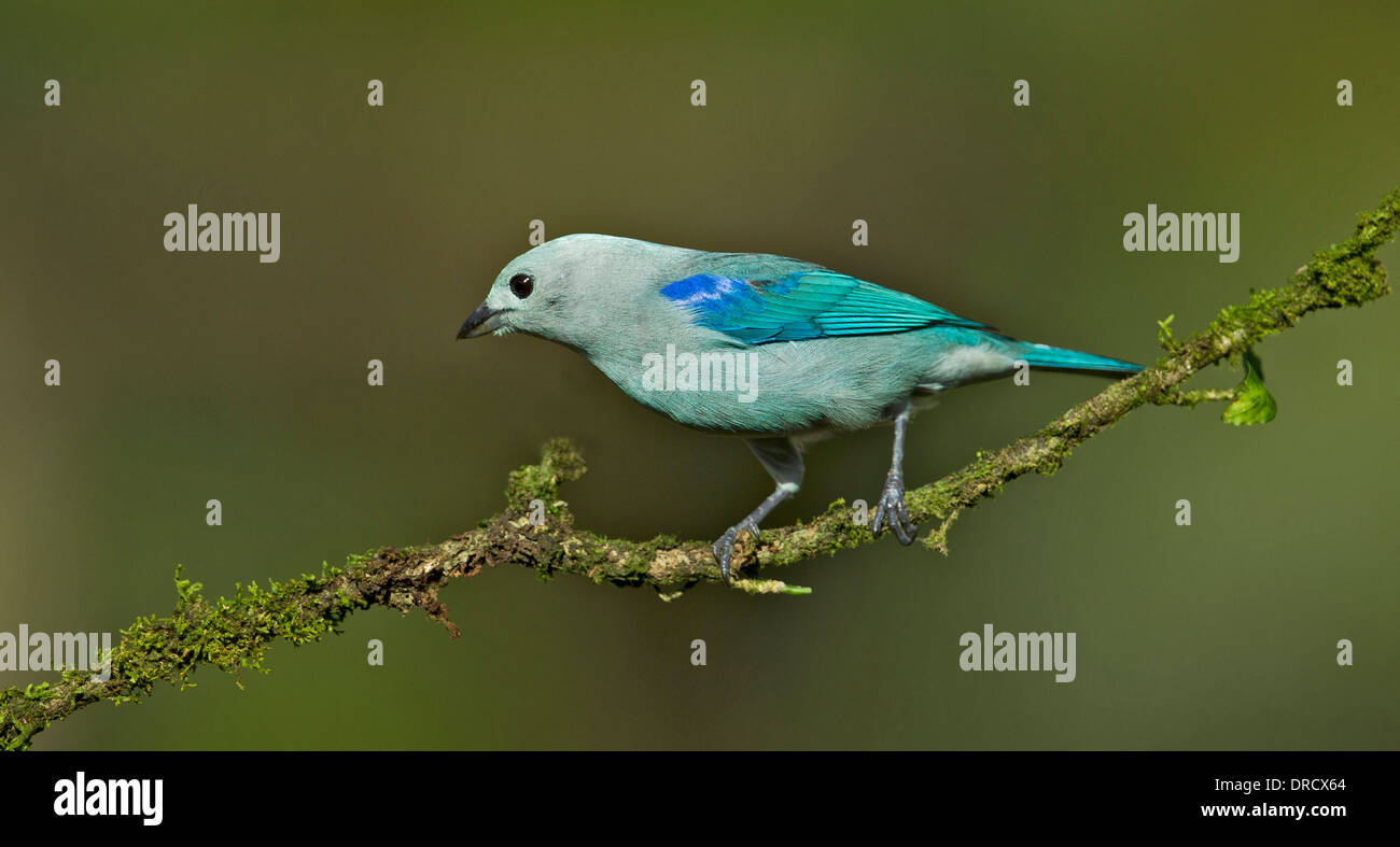 Blue-Gray Tanager Stock Photo