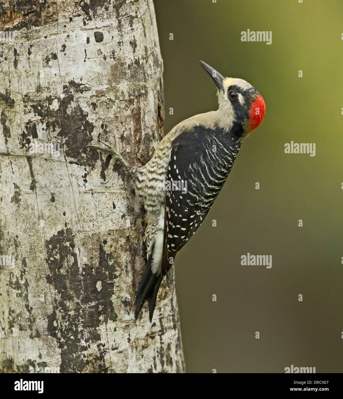 Black-Cheeked Woodpecker Stock Photo