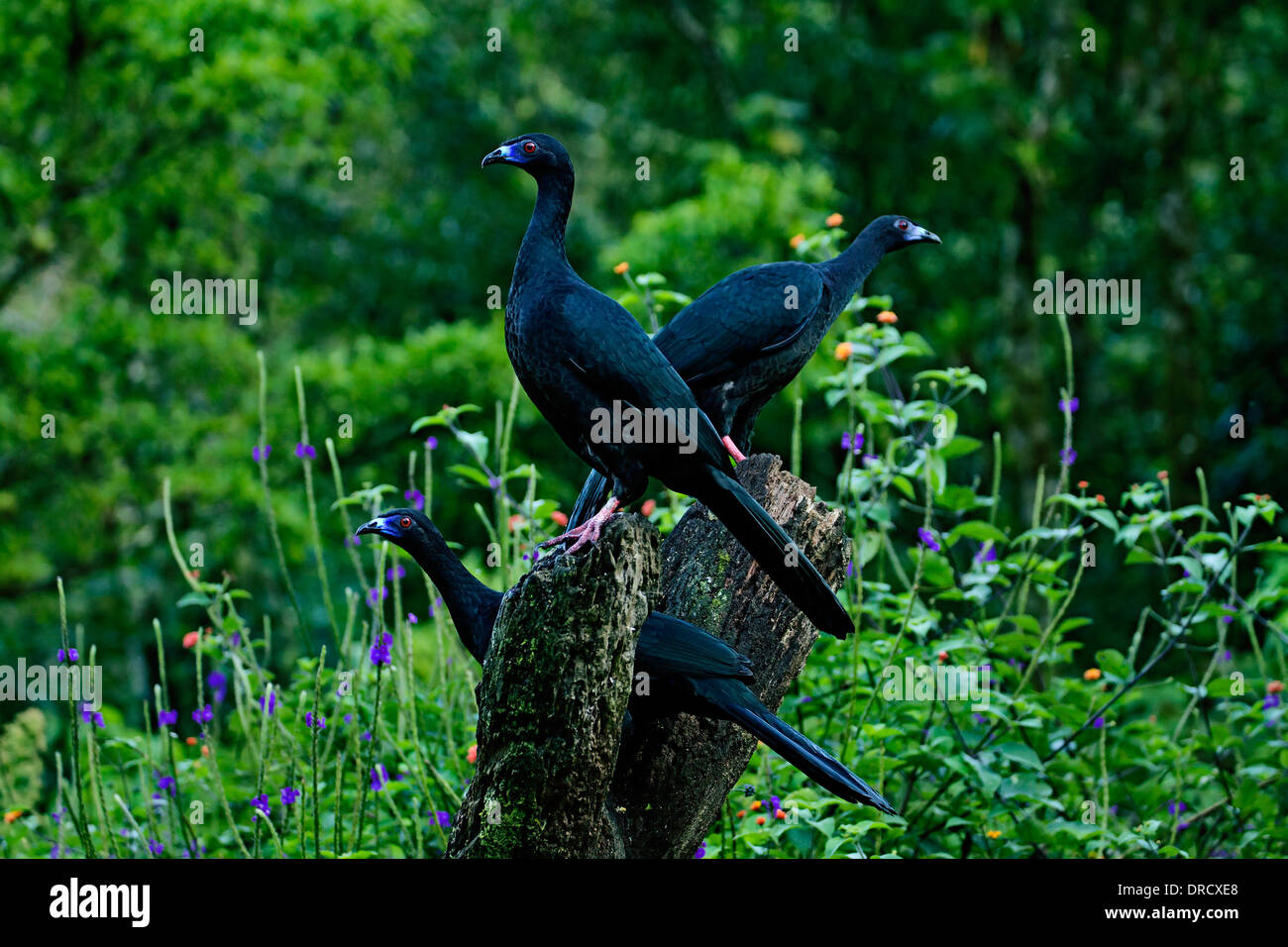 Black Guan Stock Photo