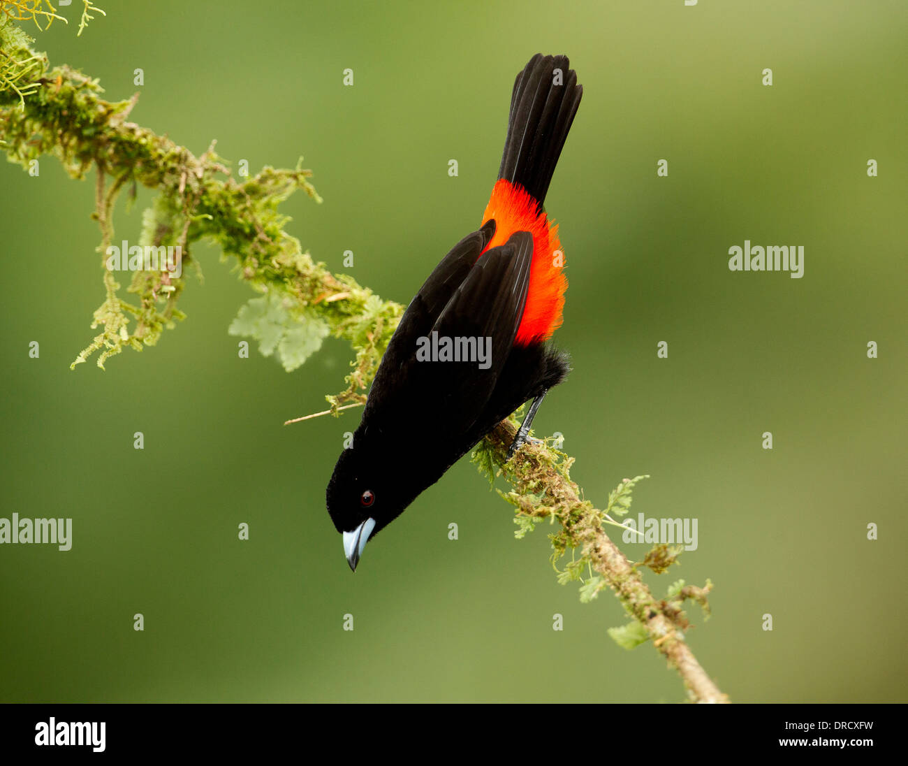 Scarlet-Rumped Tanager Stock Photo