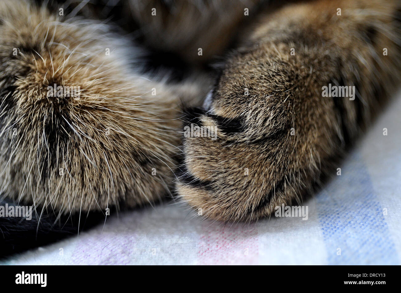 Curled up feet hires stock photography and images Alamy