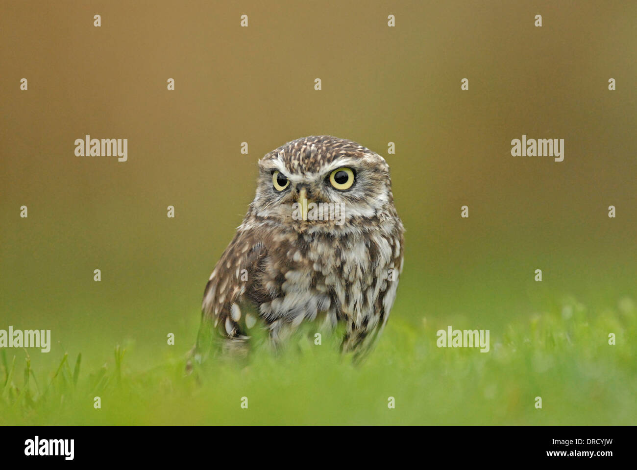 Little owl (Athene noctua). The species often hunts on the ground, especially for beetles and worms. This is a captive bird. Stock Photo