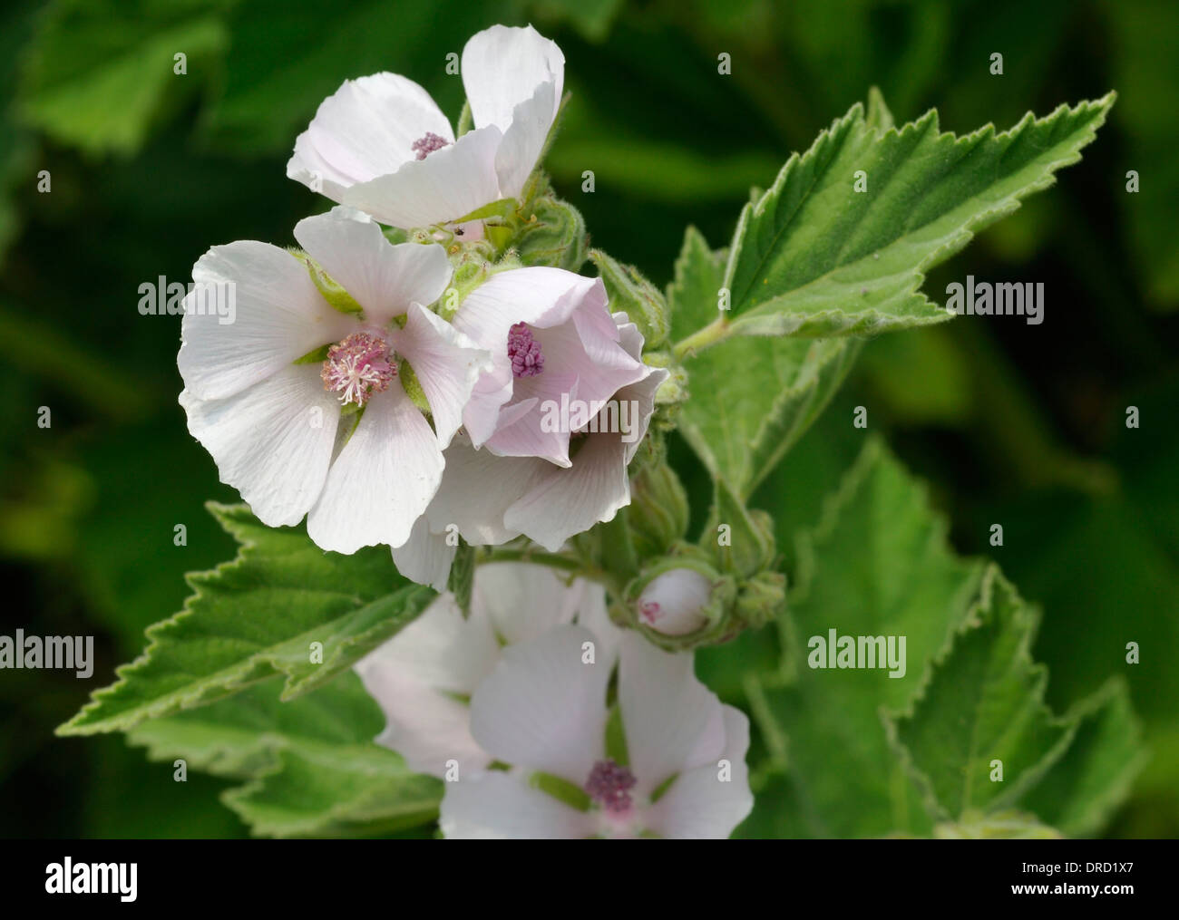 Marsh Mallow - Althaea officinalis Found on the coast of North Somerset Stock Photo