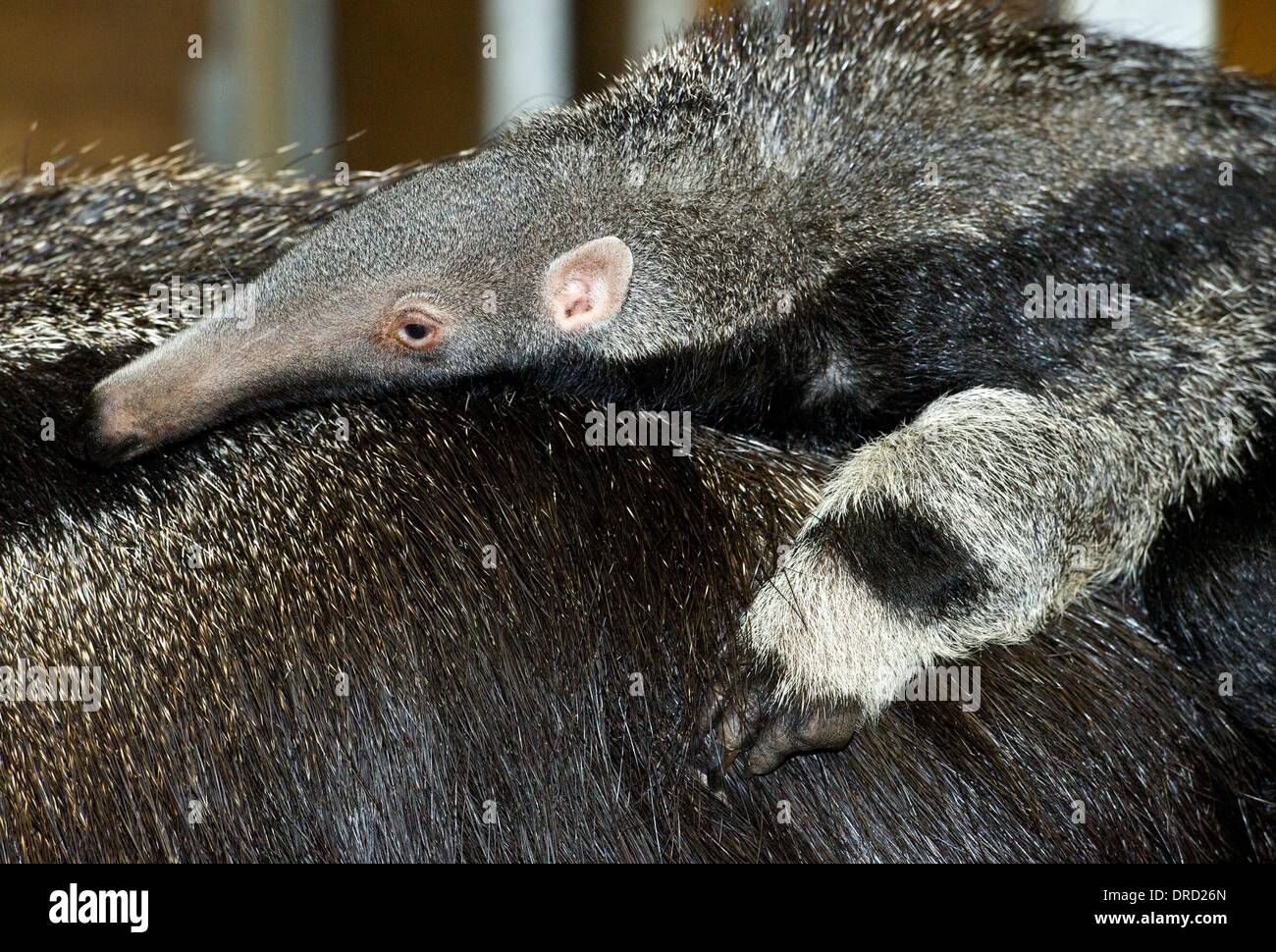 Halle, Germany. 23rd Jan, 2014. Anteater Stella's young holds on to her fur at the zoo in Halle, Germany, 23 January 2014. The young animal was born on 06 November 2013 and is being christened Eusebio. The name is a reference to the Brazilian soccer player Eusebio who died in 05 January 2014. Photo: PETER ENDIG/dpa/Alamy Live News Stock Photo