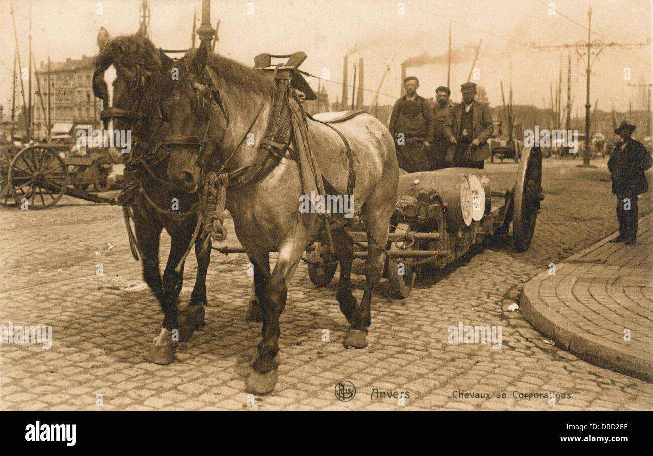 Dock Horses High Resolution Stock Photography and Images Alamy