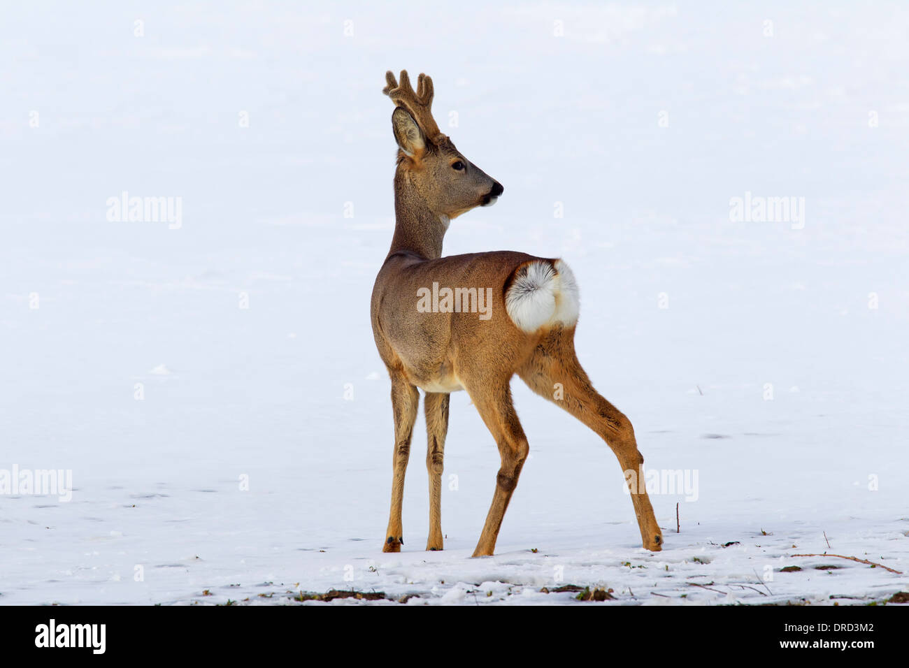 Ree (Capreolus capreolus), reebok in de sneeuw in winter Roe deer  (Capreolus capreolus) buck in the snow in winter Stock Photo - Alamy