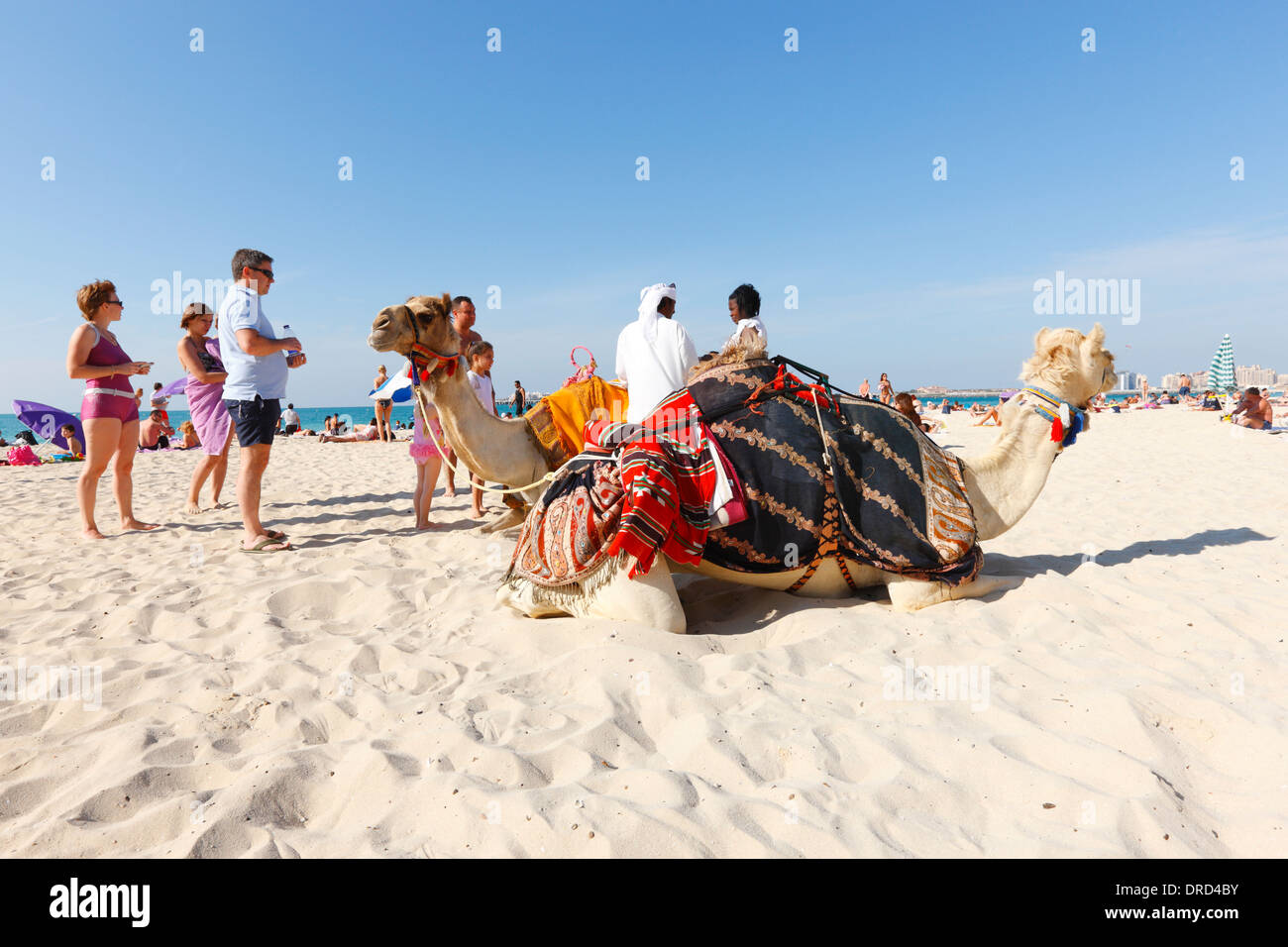 Camel on the Jumeirah beach, Dubai Stock Photo