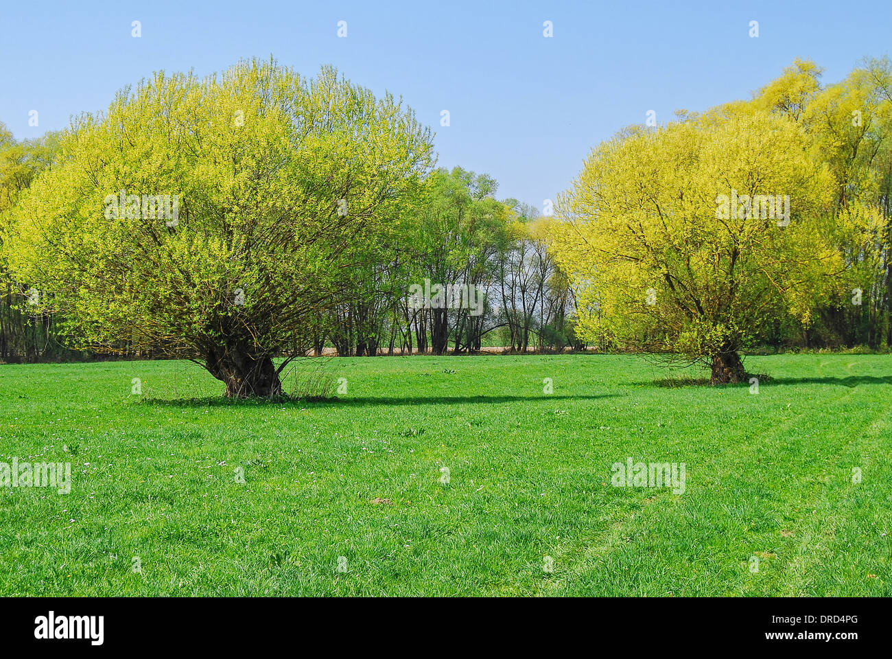 Trees in the autumn of October with green meadow Stock Photo