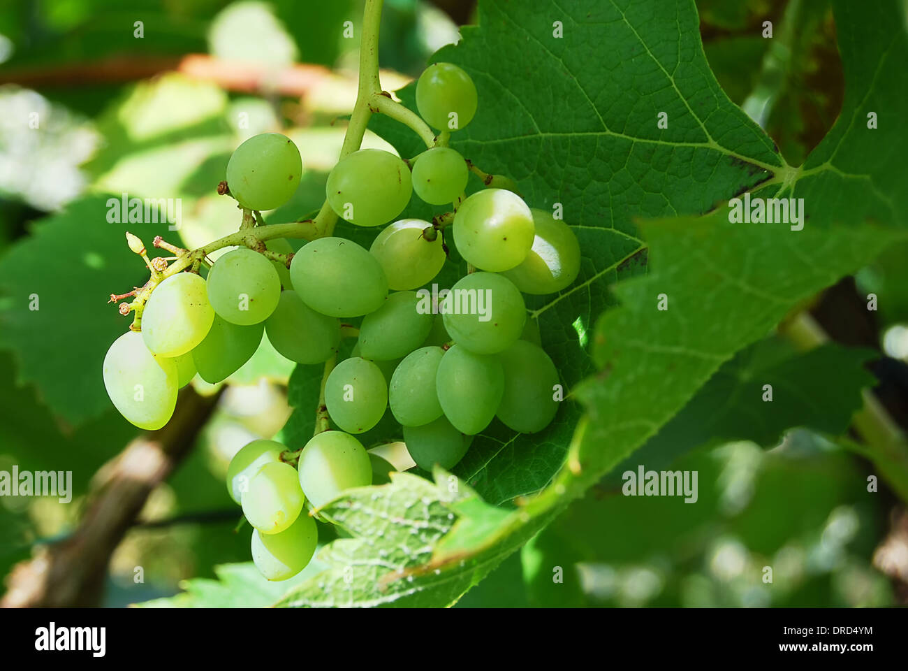 Sun-ripened grapes with green leaves Stock Photo