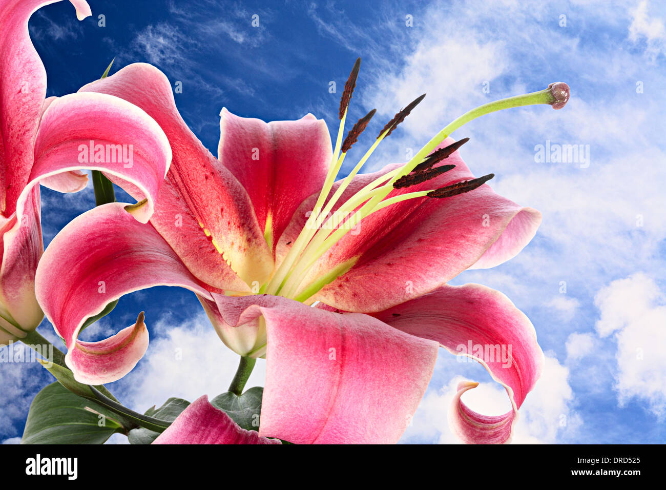 Grand pink flowers of lily on background of bottomless summer sky Stock Photo