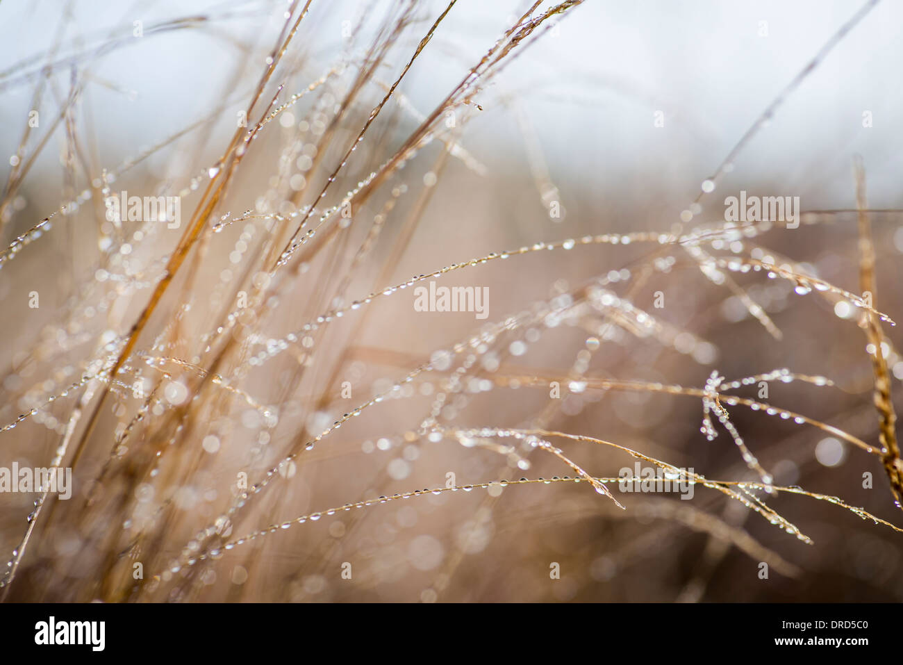 Dew drops on long grass. Stock Photo