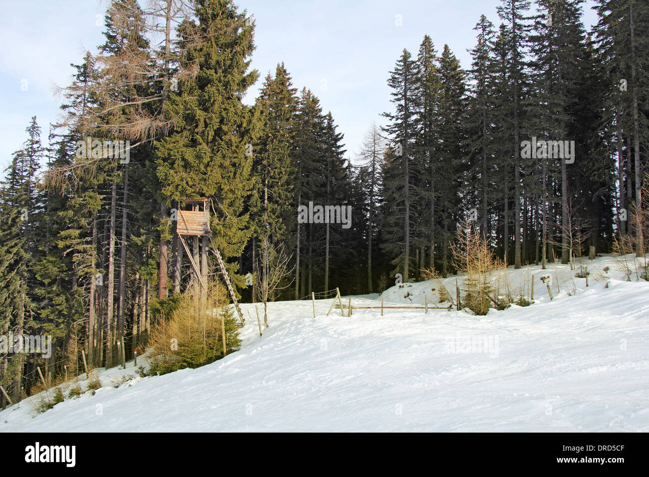 Wildlife observation point, hunting tower, on the fir tree, winter and snow Stock Photo