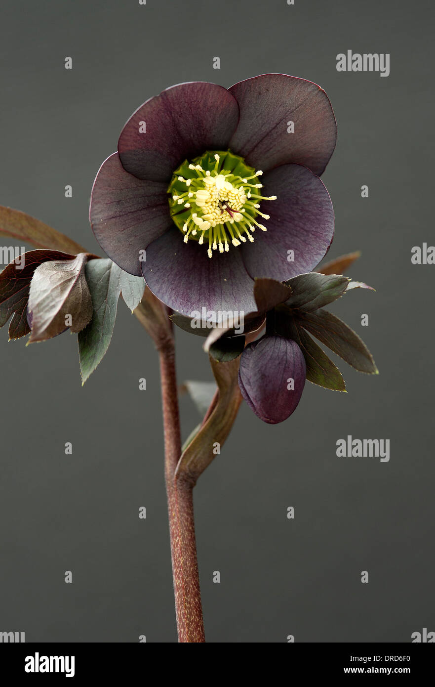 Hellebore hybrids, bred by Juliet Davies Stock Photo