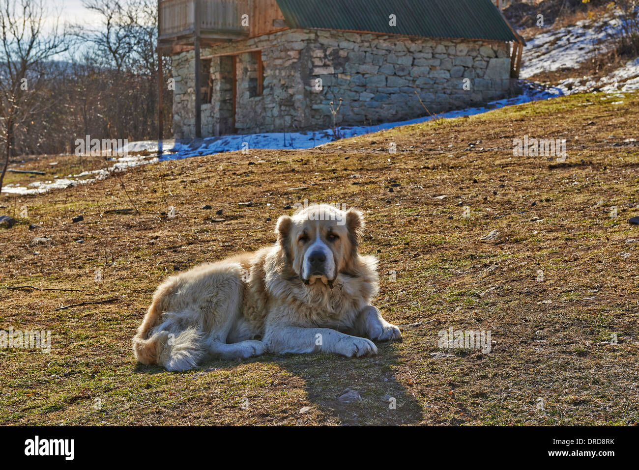 caucasian sheepdog at orthodox Pitareti Monastery, Tetritsq'aro, Kvemo