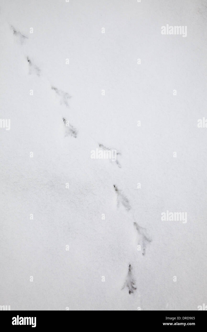 Bird tracks in the snow Stock Photo Alamy