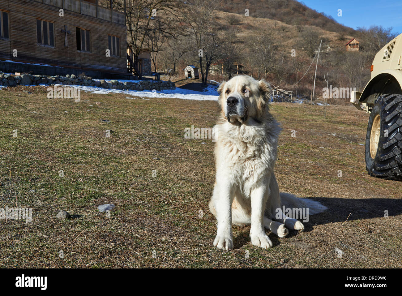 sheepdog at Orthodox Pitareti Monastery Tetritsq aro Kvemo