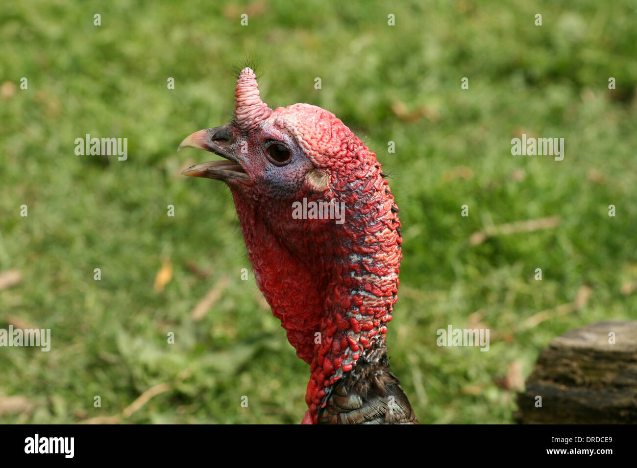 Turkey wattle hires stock photography and images Alamy