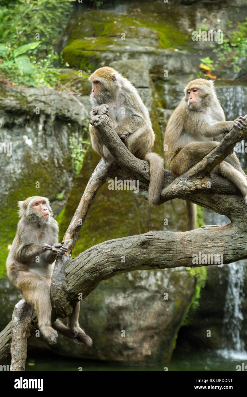 Group of Formosan rock macaques (or Formosan rock monkeys or Taiwanese macaques) sitting at a tree Stock Photo