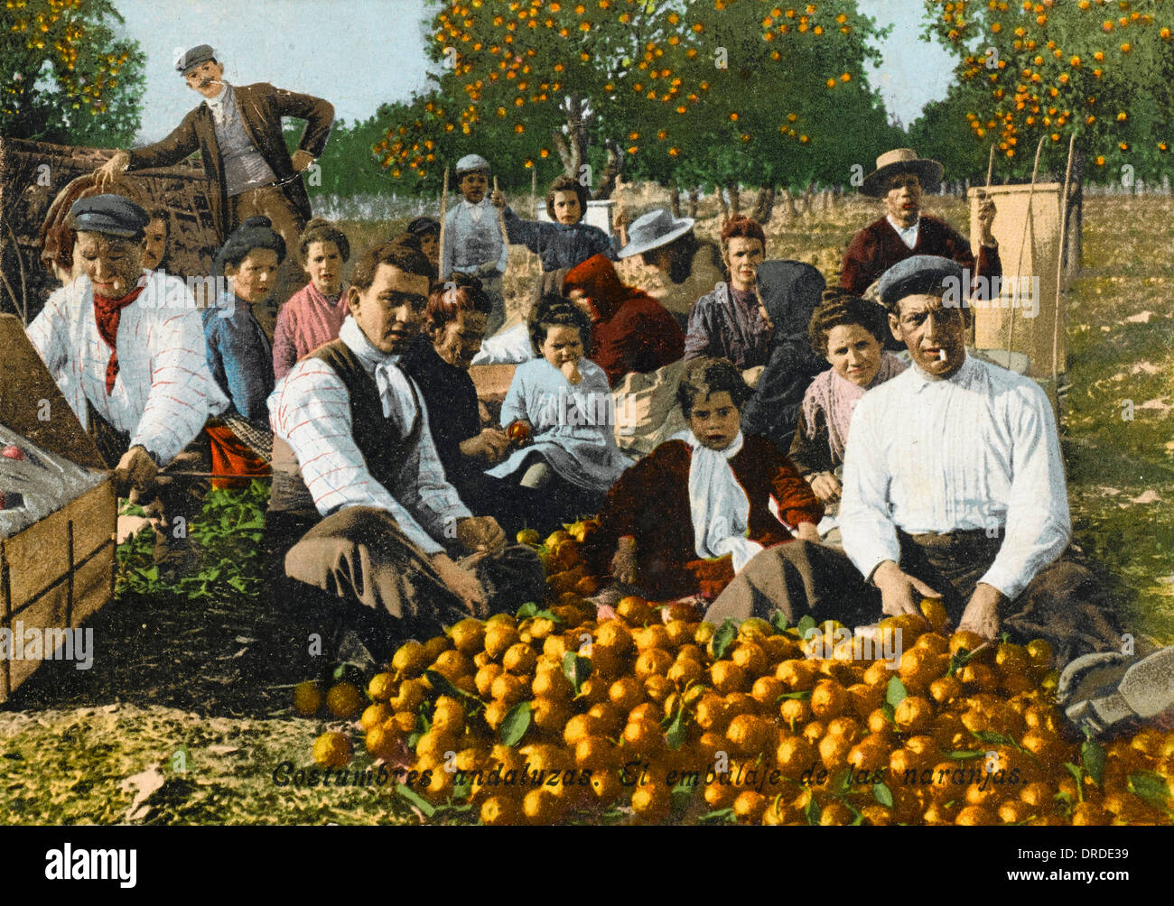 Seville Orange Picking Seville, Spain Stock Photo Alamy