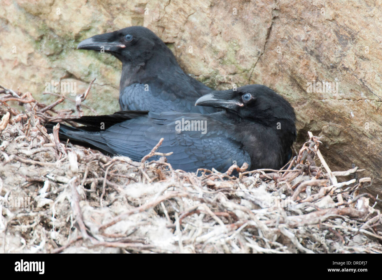 Pair of young Ravens at the nest. Stock Photo