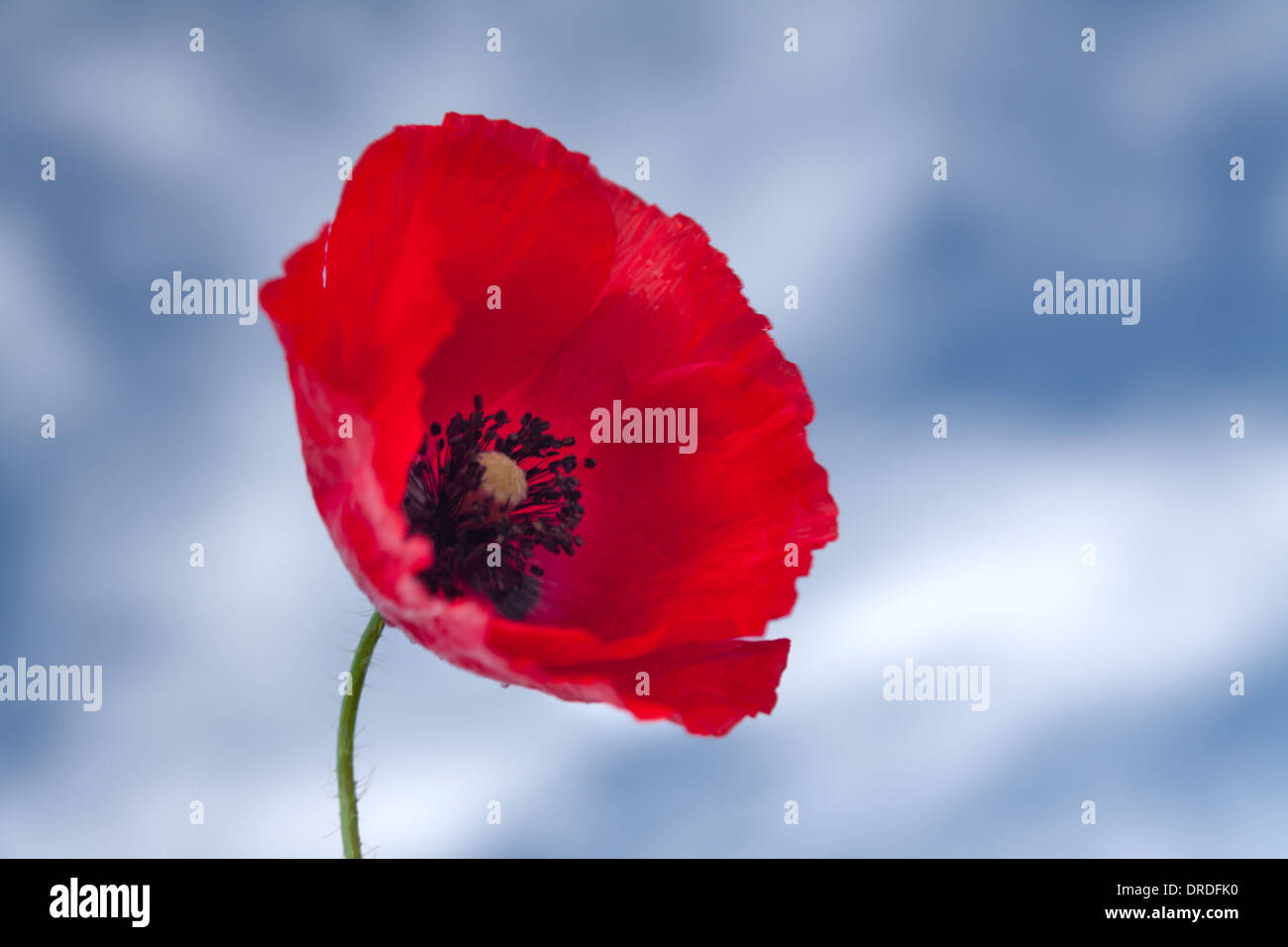 Flower of red poppy on background of blue sky Stock Photo - Alamy