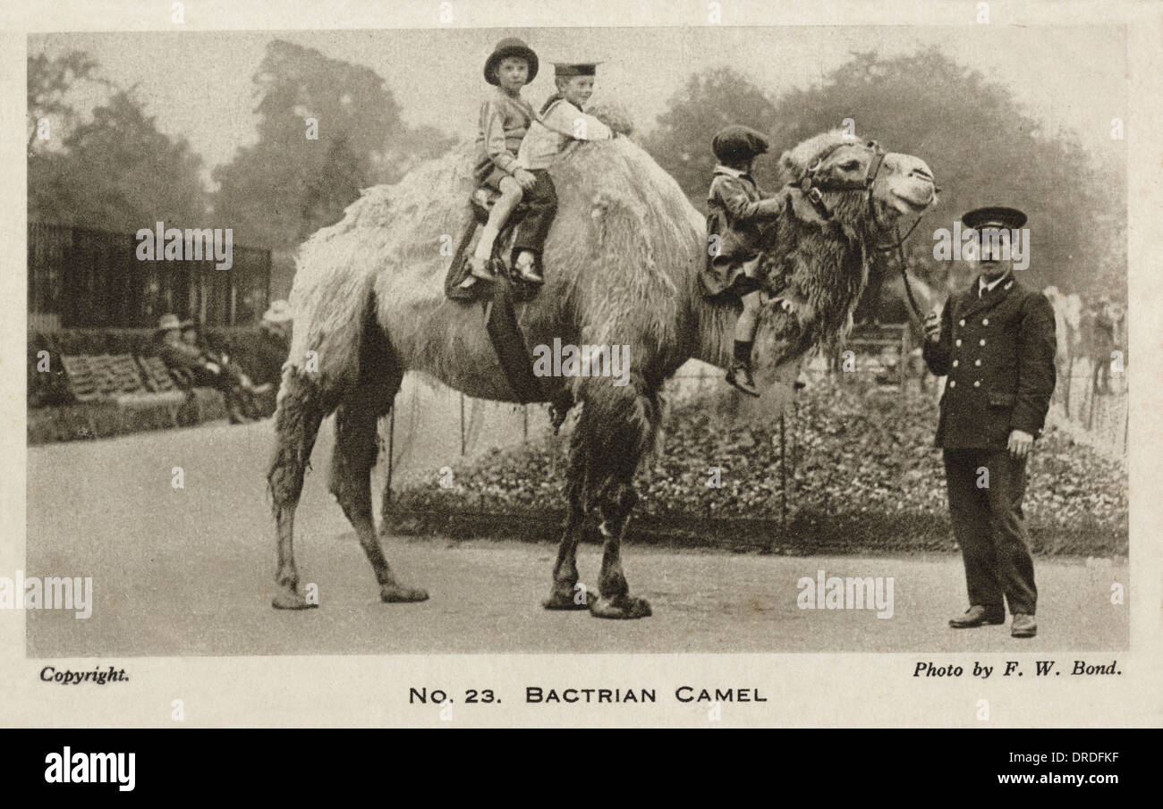 Riding on a Bactrian Camel - London Zoo Stock Photo