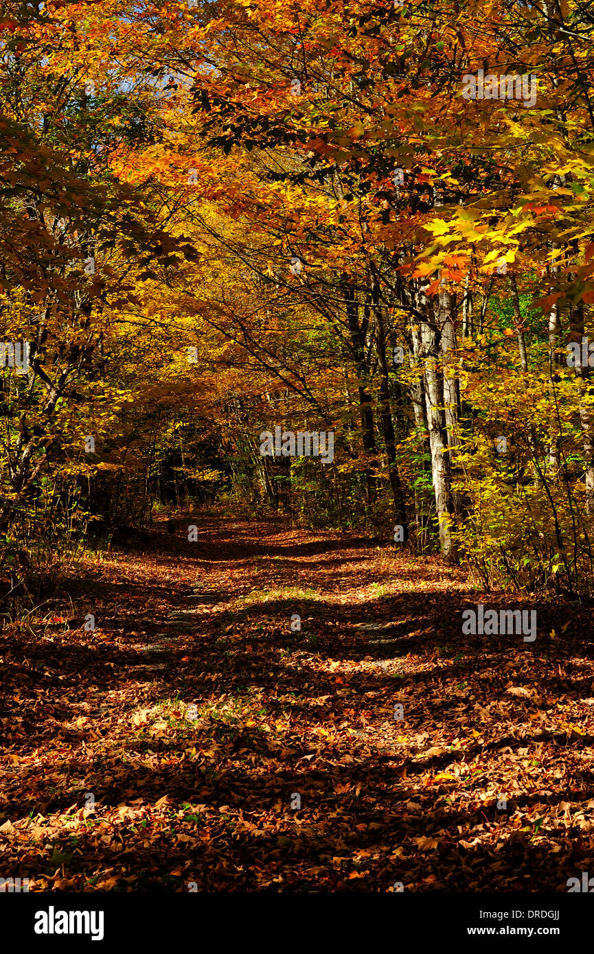 Hardwood trees hi-res stock photography and images - Alamy