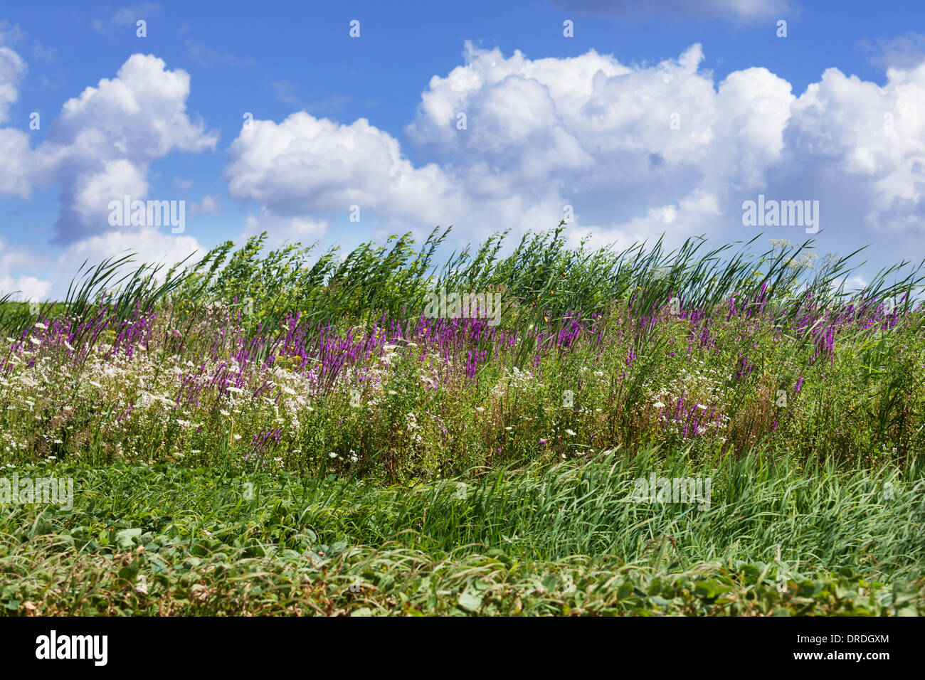 Field blue flowers on hi-res stock photography and images - Alamy