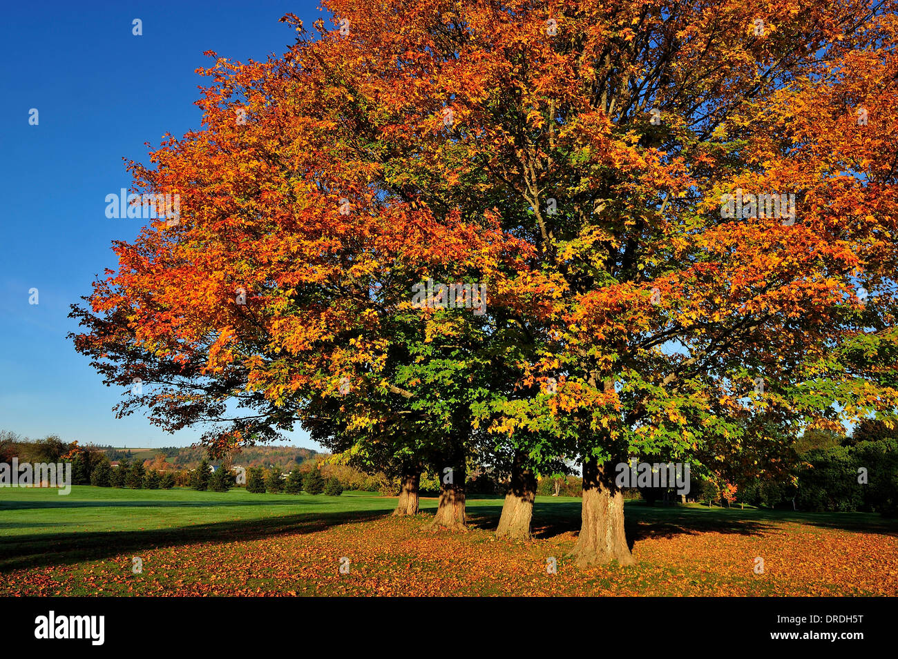 A line of mature maple trees with their leaves turning the vibrant colors of autumn Stock Photo