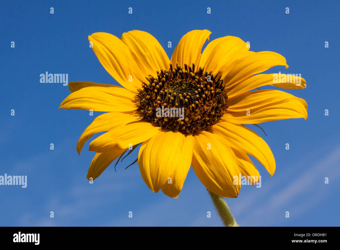 Sunflower over blue sky Stock Photo