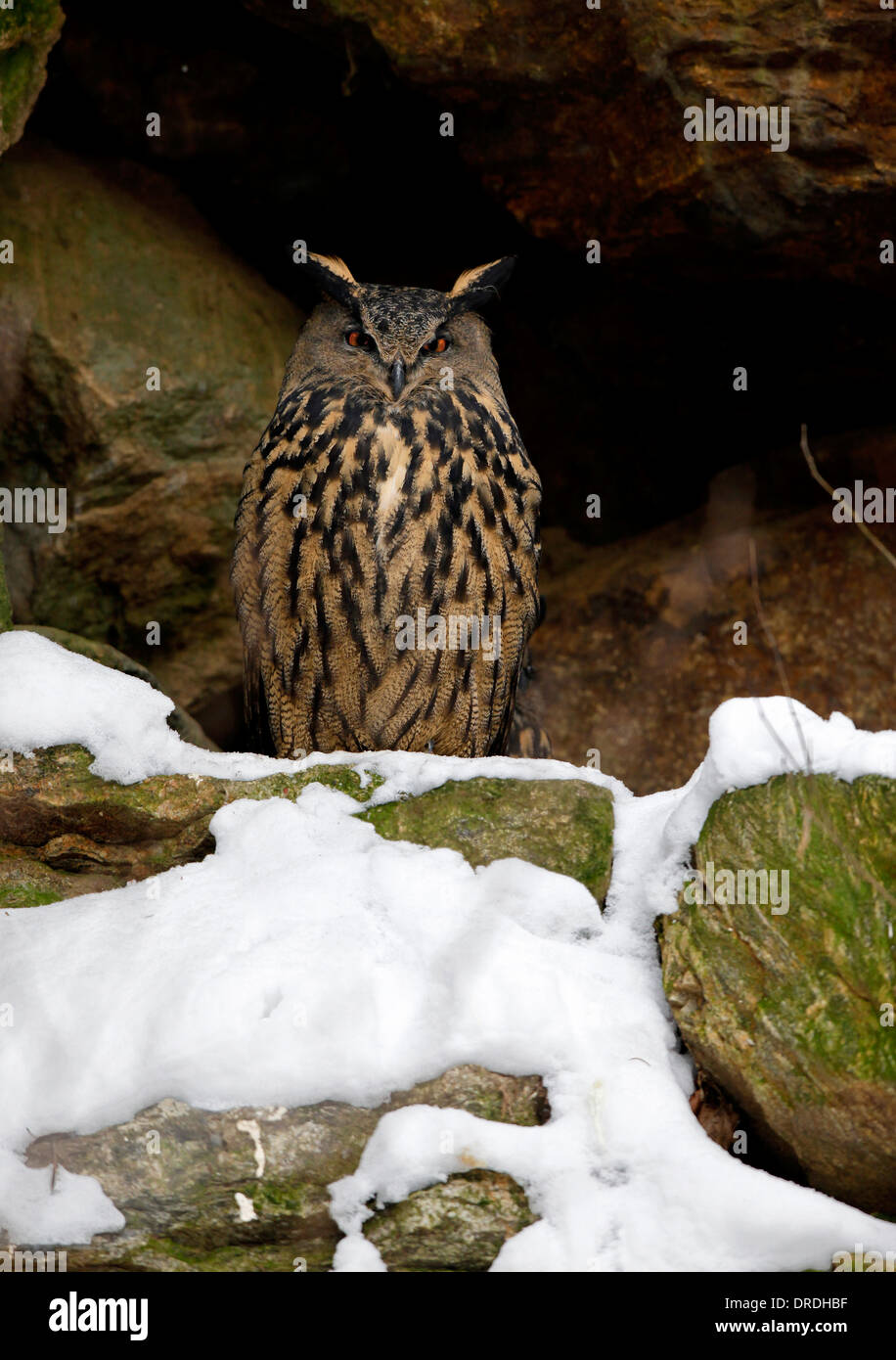 Great or Northern Eagle Owl (Bubo bubo) nesting in a hollow in the rocks. Stock Photo