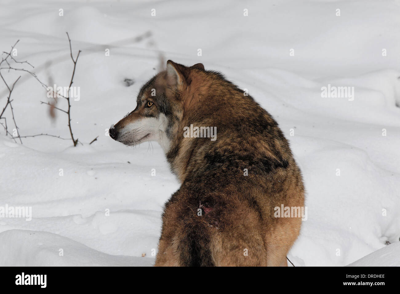MG 8358 N Grey Wolf (Canis lupus) .jpg Stock Photo
